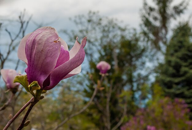 Foco seletivo. Fundo de primavera. Flores da primavera.