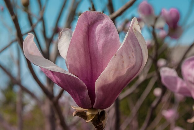 Foco seletivo. Fundo de primavera. Flores da primavera.