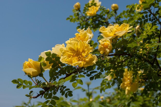 Foco seletivo. Fundo de primavera. Flores da primavera.