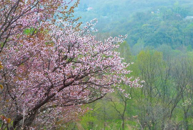 Foco seletivo. Fundo de primavera. Flores da primavera.