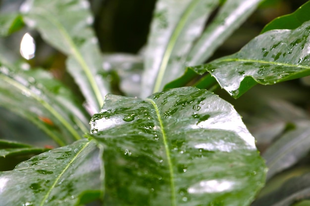 Foco seletivo Gotas de água nos galhos verdes de uma planta de casa