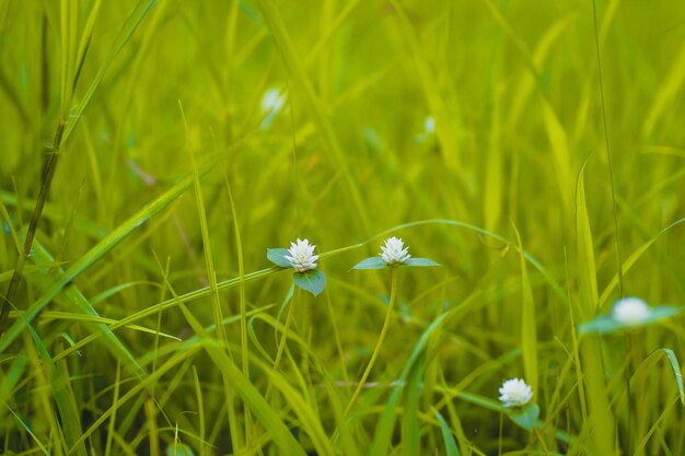 Foco seletivo Grama verde e prado de pequenas flores silvestres brancas com estilo suave Florescendo minúscula flor branca selvagem Eriocaulaceae