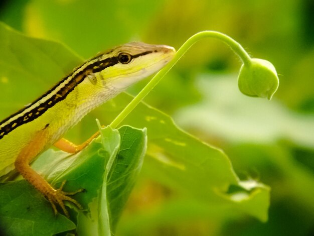 Foto foco seletivo lagarto amarelo marrom tomando banho de sol na folhagem the lacertilia na folha verde closeup