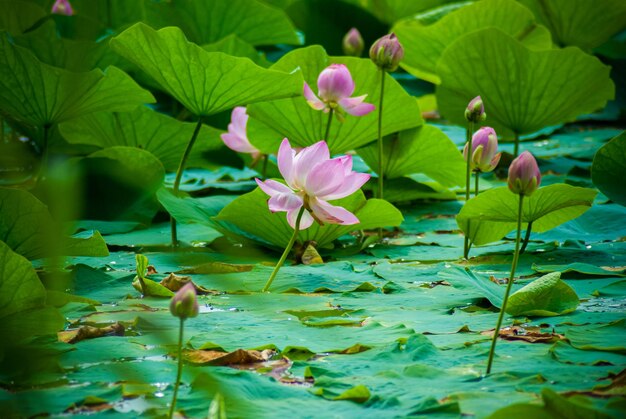 Foto foco seletivo. lindas flores de lótus.