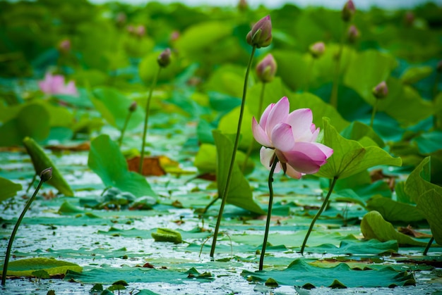 Foto foco seletivo. lindas flores de lótus.