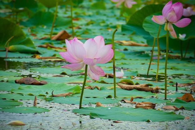 Foco seletivo. Lindas flores de lótus.