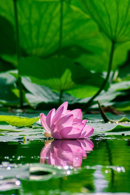 Foto foco seletivo. lindas flores de lótus.