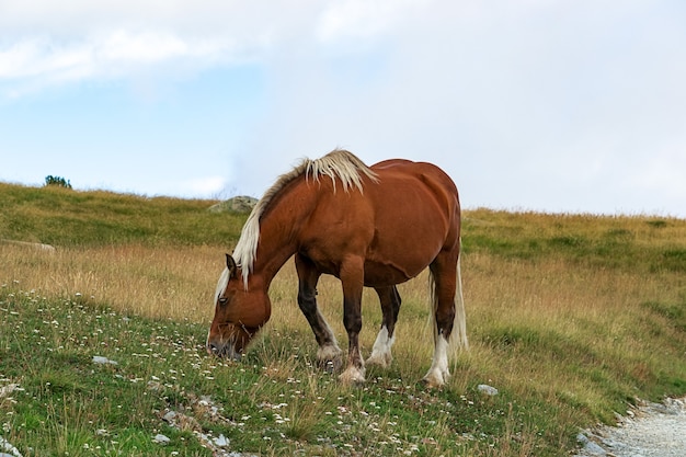 Foco seletivo - manada de cavalos selvagens nos Pirenéus de Andorra apreciando a vida selvagem