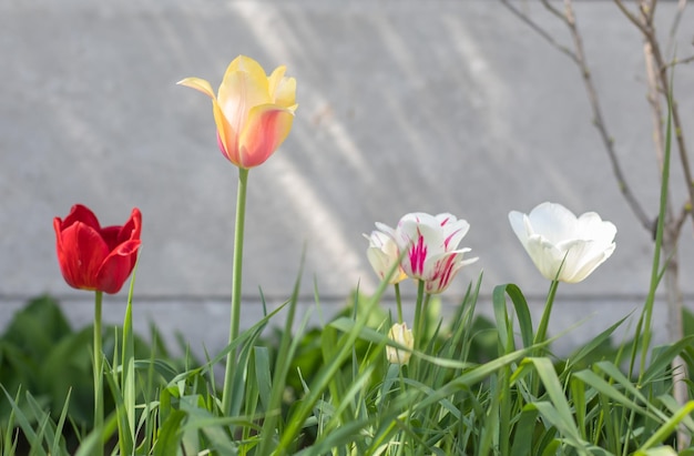 Foco seletivo muitas tulipas diferentes no jardim com folhas verdes fundo desfocado uma flor que cresce entre a grama em um dia quente e ensolarado primavera e páscoa fundo natural com tulipa