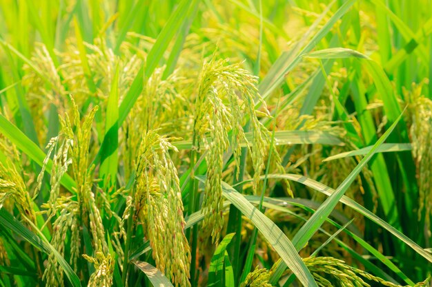 Foco seletivo na espiga de arroz Campo de arroz verde Plantação de arroz Fazenda de arroz orgânico na Ásia