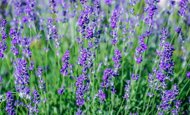 Foco seletivo na flor de lavanda no jardim de flores flores de lavanda iluminadas pela luz solar