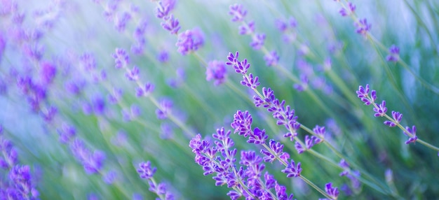 Foco seletivo na flor de lavanda no jardim de flores flores de lavanda iluminadas pela luz solar