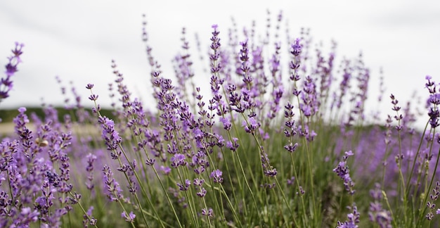 Foco seletivo na flor de lavanda no jardim de flores Flores de lavanda