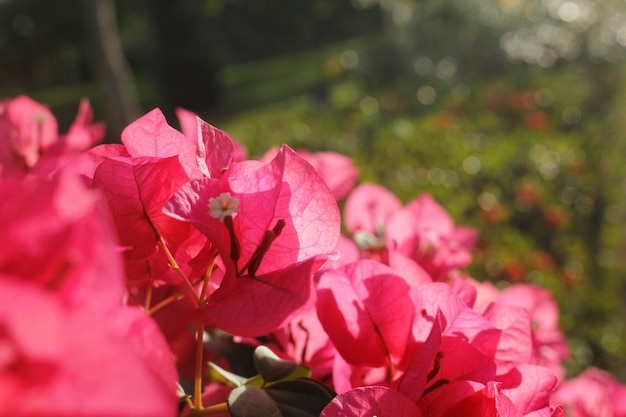 Foco seletivo nas pétalas de buganvílias cor de rosa.