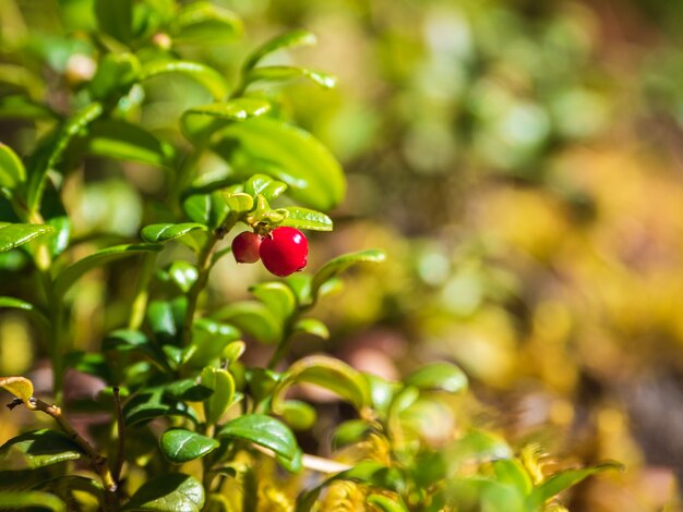 Foco seletivo. nas profundezas da floresta. floresta ensolarada com cranberries. close-up de frutos silvestres.