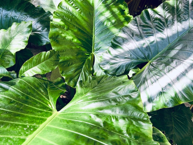 Foco seletivo no fundo da folha da planta tropical das folhas verdes