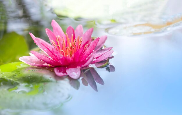 Foco seletivo no pólen de nenúfar rosa ou flor de lótus está florescendo na lagoa