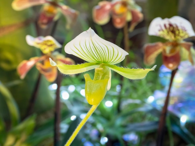 Foco seletivo Orquídea ornamental rara Flor festival brilhante de pequena orquídea verde um membro da família Orchid Orchidaceae