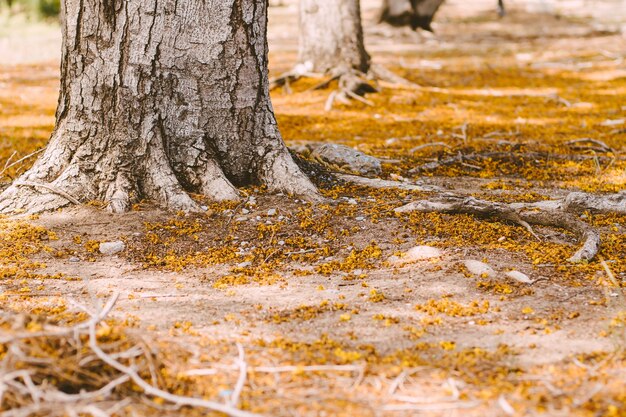 Foco seletivo Sistema radicular complexo acima do solo de uma árvore cercada por folhas caídas de outono. As raízes de uma árvore crescem acima do solo, cobertas por folhas de outono.
