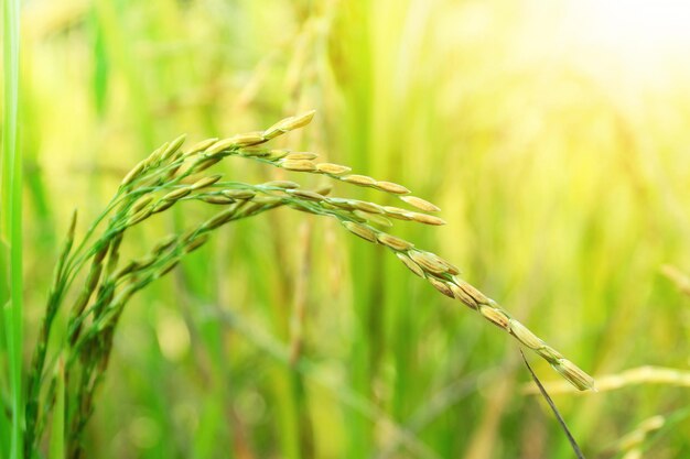 Foco sensível em espigas de arroz no campo