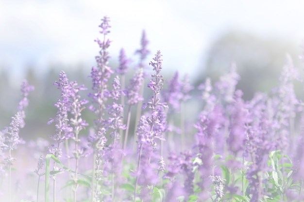 Foco suave un campo de lavanda violeta. Los colores en colores pastel y la falta de definición color de fondo lavan las flores púrpuras de la lavanda.