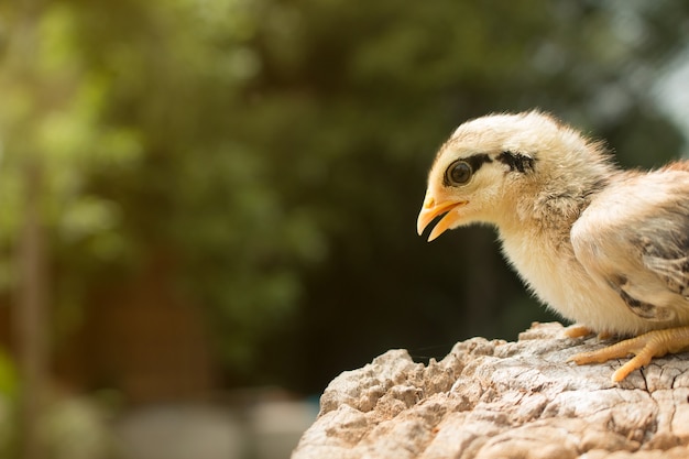 Foco suave de Chick pequeño en Stump madera.