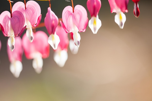 Foco suave da flor do coração sangrando em forma de coração rosa e cor branca no verão