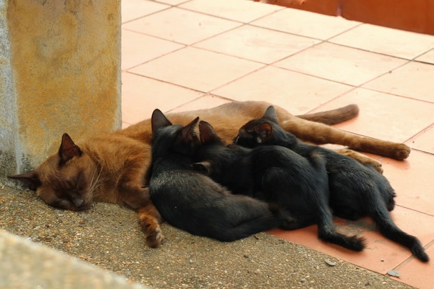 Foco suave da gata marrom deitada e amamentando seus filhotes pretos gatinhos Dia das mães e animais