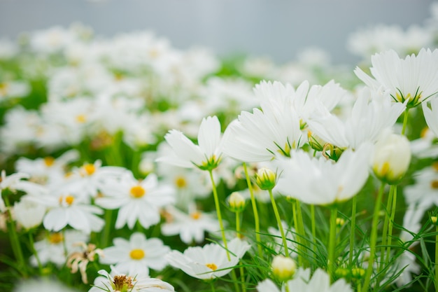 Foto foco suave de flores brancas bonitas