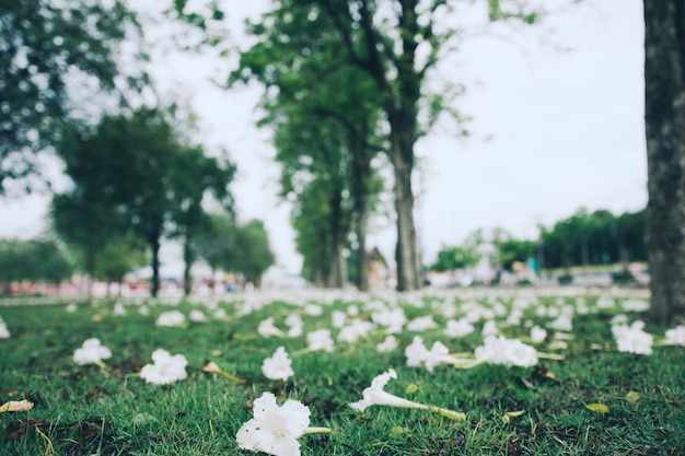 Foto foco suave de flores caem no chão