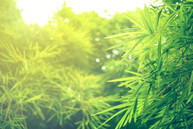 Foco suave de folha verde com closeup em vista da natureza no fundo de vegetação turva