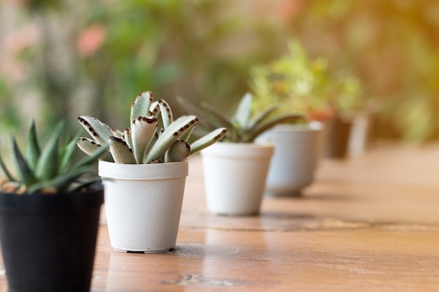 Foco suave de succulentas ou cactos em pote na placa de madeira.