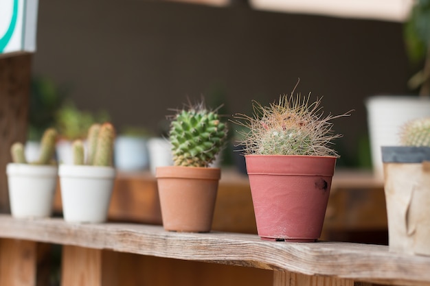 Foco suave de Succulentas ou cactos em pote na placa de madeira.