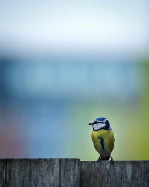 Foto foco suave de um chapim azul euro-asiático empoleirado em uma cerca de madeira