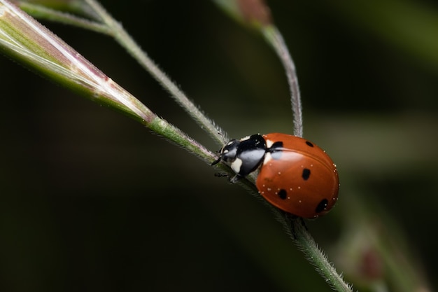 Foco suave de uma joaninha no caule de uma planta em um jardim