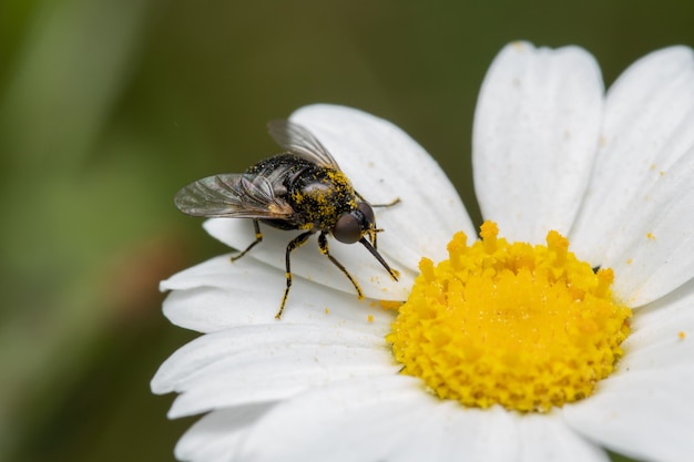 Foco suave de uma mosca de abelha colhendo néctar e pólen de uma flor de margarida