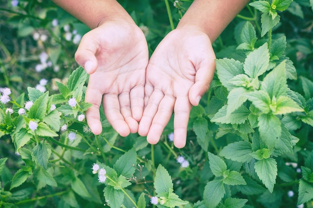 Foto foco suave y desenfoque cerca de la mano del niño con la flor de la naturaleza