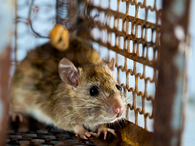 Foco suave do rato em uma jaula que captura um rato. o rato tem contágio a doença para os seres humanos