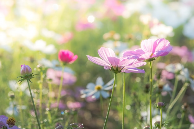 Foco suave e seletivo do Cosmos, flor embaçada para plano de fundo, plantas coloridas