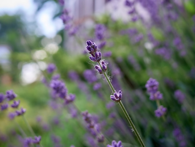 Foco suave em flores de lavanda.