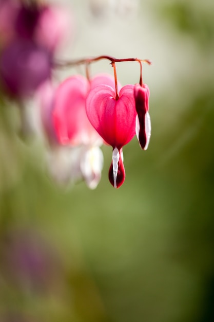 Foco suave de la flor del corazón sangrante en forma de corazón