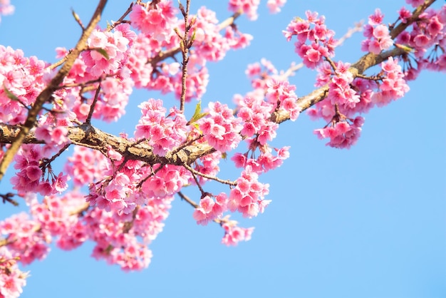 Foco suave Flores de cerejeira Fundo de flores cor de rosa