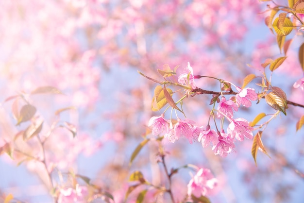 Foco suave flores de cerejeira fundo de flores cor de rosa