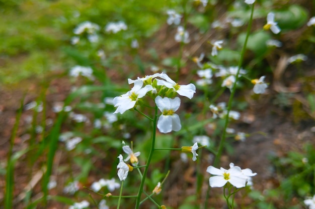 Foco suave fondo borroso blanco flor floreciente en primavera