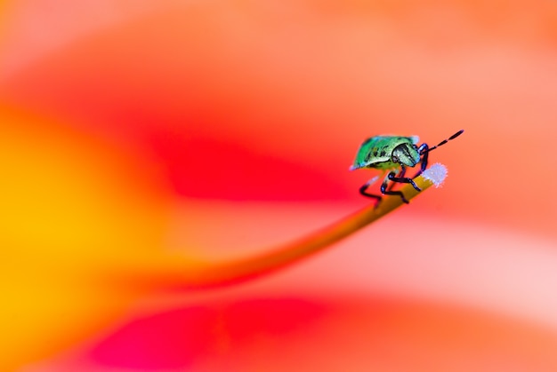 Foco suave, foto macro, fundo brilhante e colorido com uma foto de um inseto pequeno em um close de flor