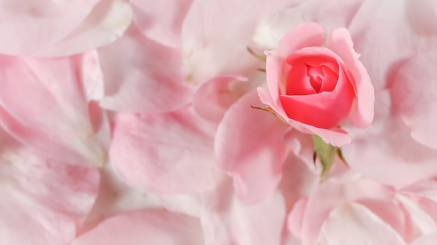 Foco suave fundo floral abstrato botão de flor rosa rosa macro flores pano de fundo para férias
