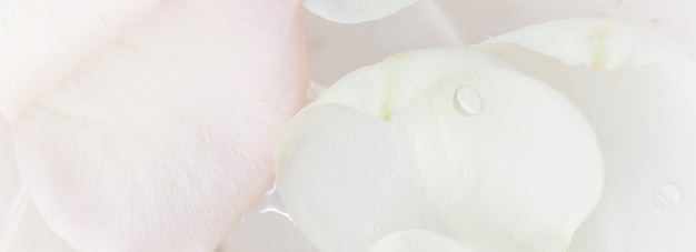 Foco suave fundo floral abstrato flor rosa branca macro flores pano de fundo para marca de feriado