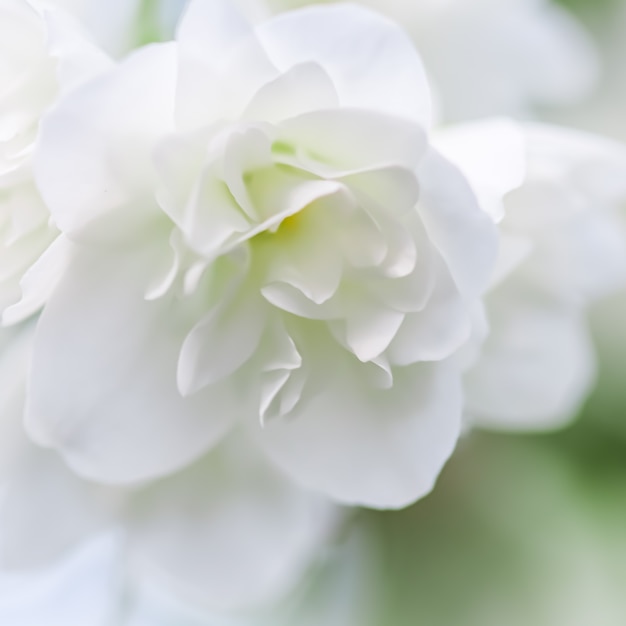 Foco suave, fundo floral abstrato, pétalas de flores de jasmim de terry branco. Cenário de flores macro para design de marca de fim de ano