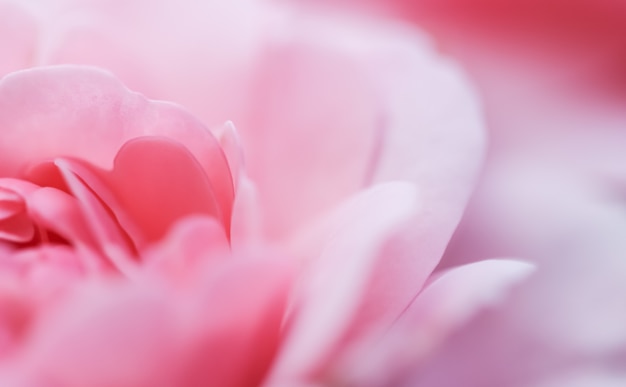 Foco suave fundo floral abstrato rosa flor macro flores pano de fundo para marca de feriado