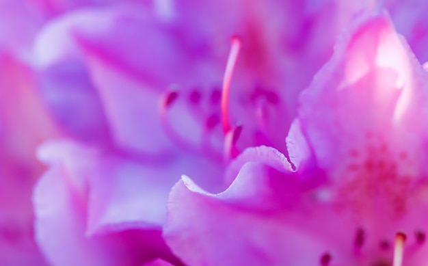 Foco suave fundo floral abstrato rosa pétalas de flores de rododendro
